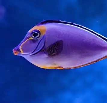 La Rochelle Aquarium