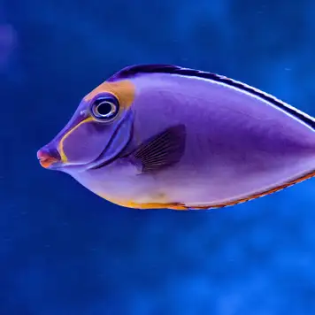 Image related to La Rochelle Aquarium