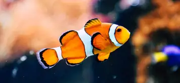 Antalya Aquarium