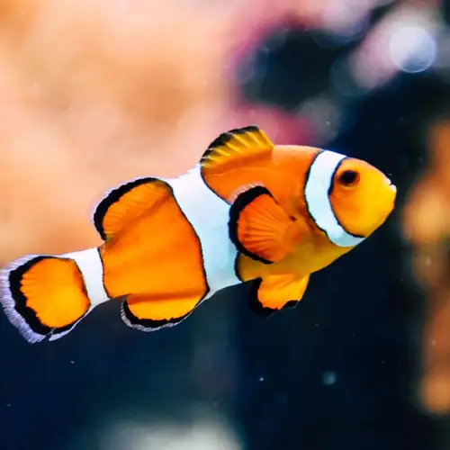 Image related to Antalya Aquarium