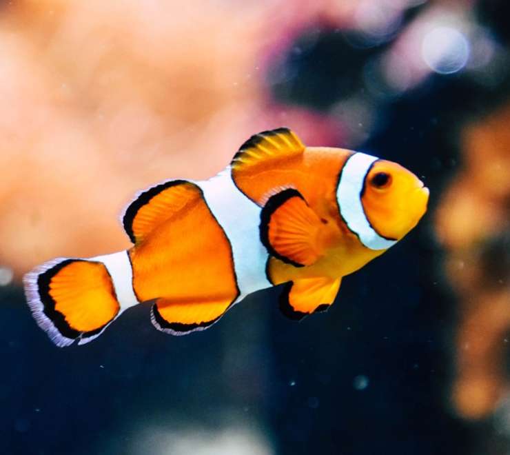 Antalya Aquarium