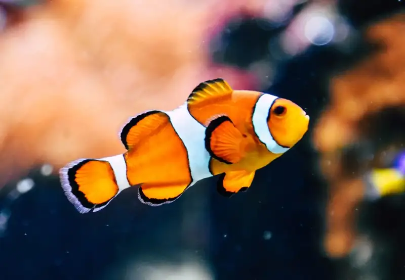 Antalya Aquarium