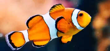 Image related to Antalya Aquarium