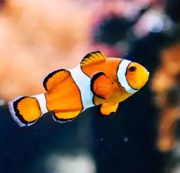 Image related to Antalya Aquarium