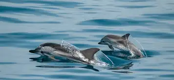 Image related to Island and Marine Life