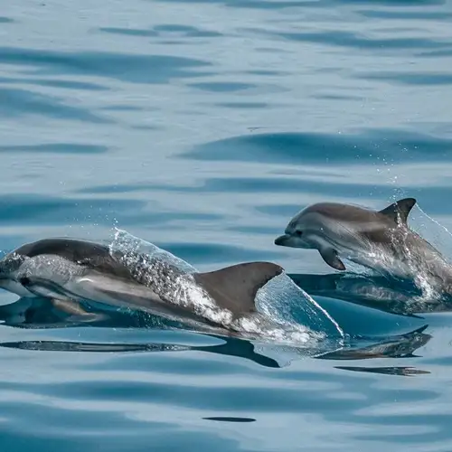 Image related to Island and Marine Life