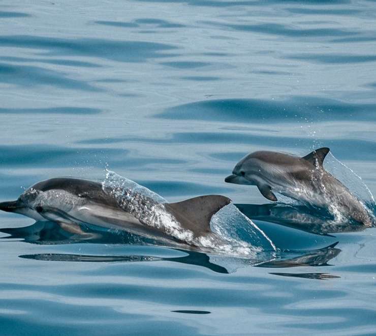 Island and Marine Life