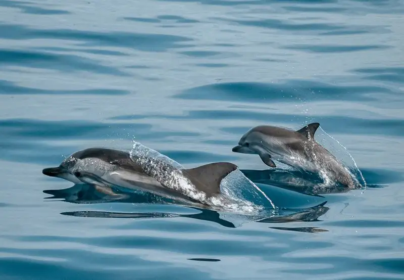 Island and Marine Life