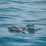 Image related to Island and Marine Life