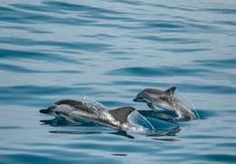 IgluCruise.Application.ViewModels.Shared.WebImageViewModel?.Description