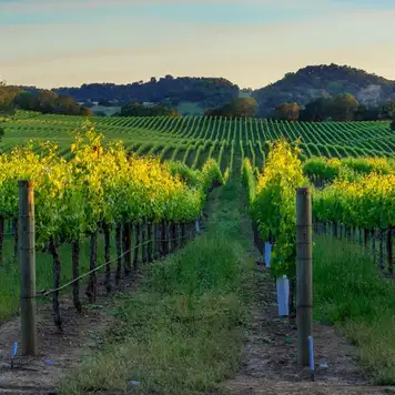 Image related to Napa and Sonoma Valleys