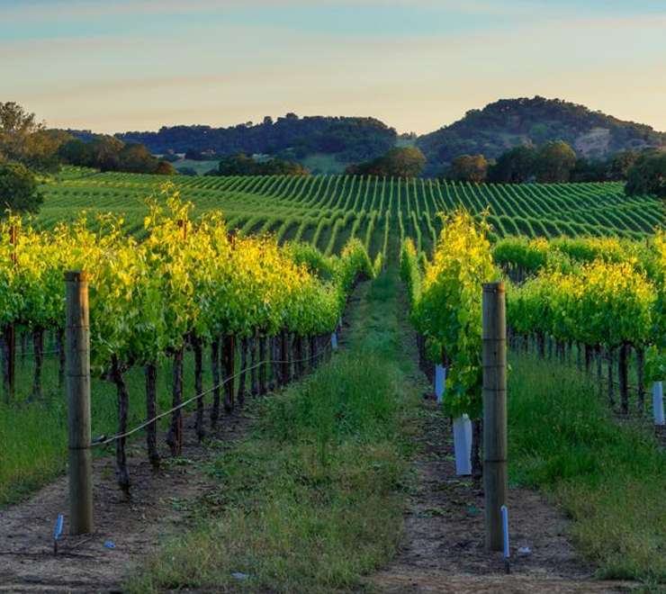 Napa and Sonoma Valleys