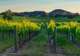Napa and Sonoma Valleys