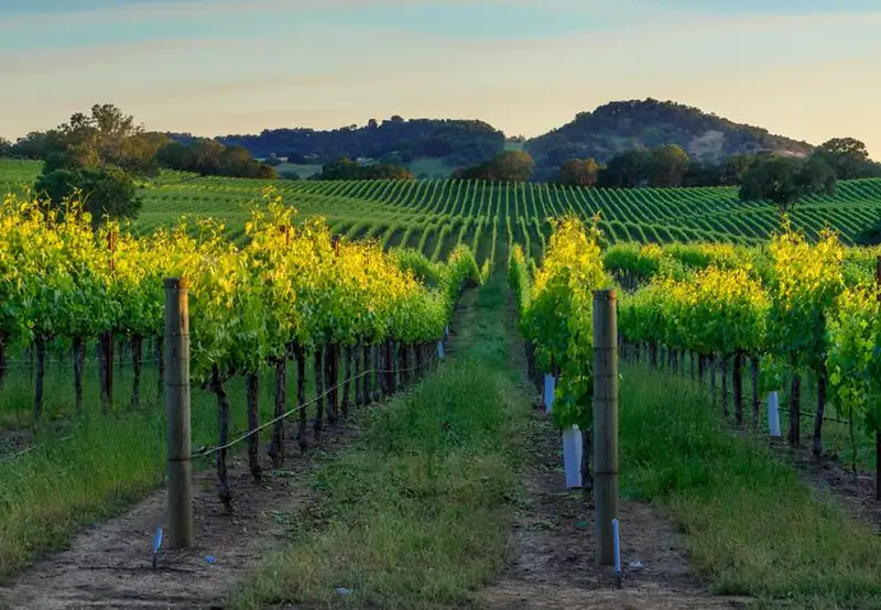 Napa and Sonoma Valleys