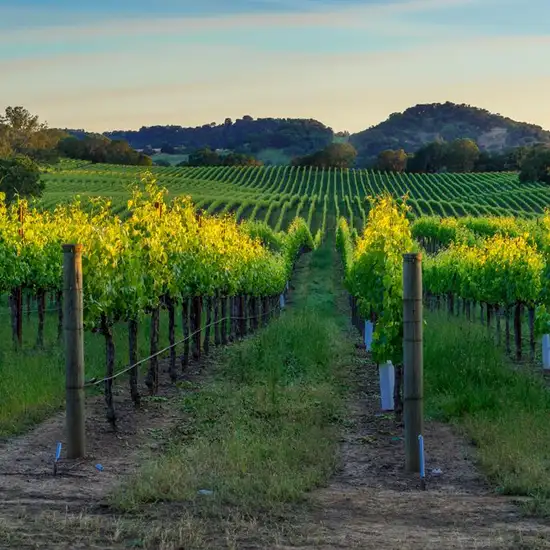 Image related to Napa and Sonoma Valleys