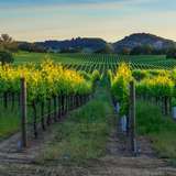 Napa and Sonoma Valleys