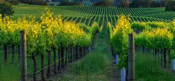 Image related to Napa and Sonoma Valleys