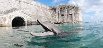 Dolphin Quest Bermuda