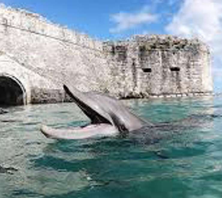 Dolphin Quest Bermuda