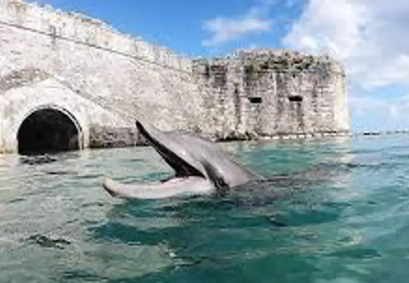 Dolphin Quest Bermuda