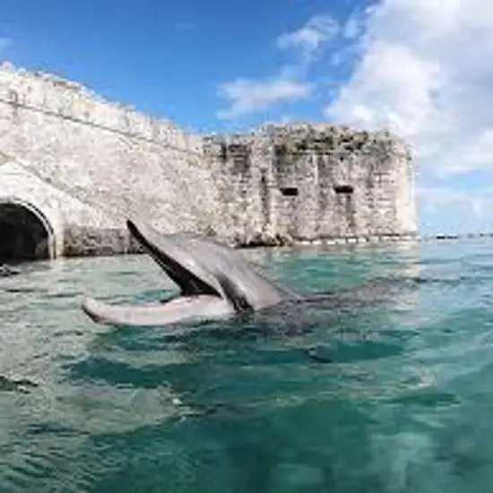 Image related to Dolphin Quest Bermuda