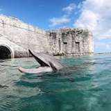 Image related to Dolphin Quest Bermuda