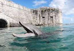 IgluCruise.Application.ViewModels.Shared.WebImageViewModel?.Description