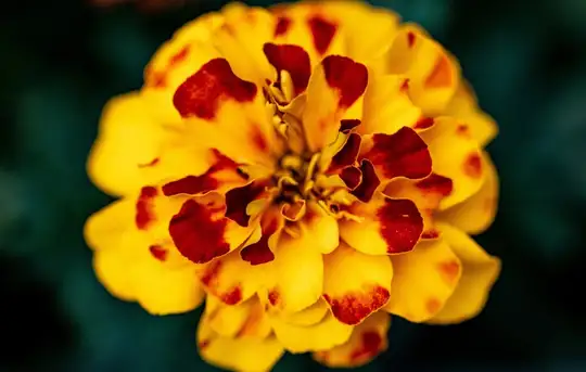 Image related to The Giants House