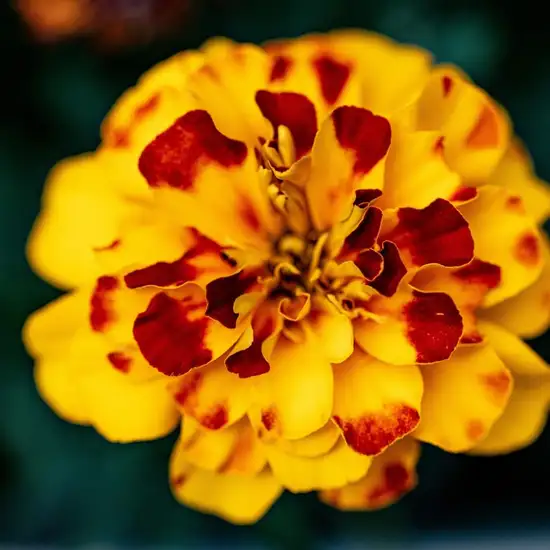 Image related to The Giants House