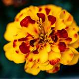 Image related to The Giants House