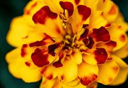 IgluCruise.Application.ViewModels.Shared.WebImageViewModel?.Description