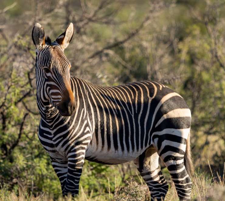 Plains Zebra