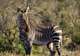 Plains Zebra