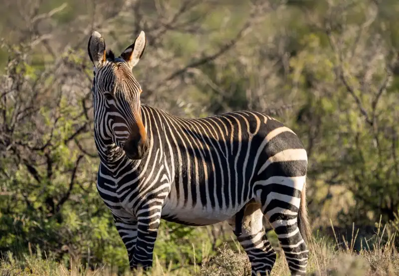 Plains Zebra