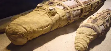 Image related to The Crocodile Museum