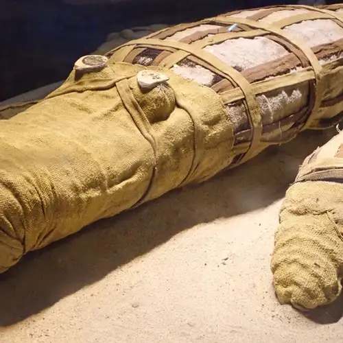 Image related to The Crocodile Museum