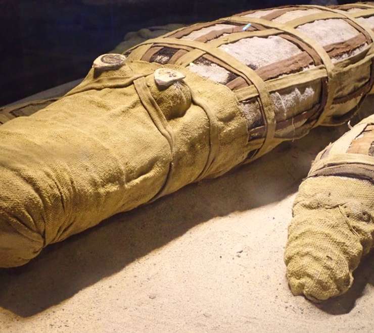 The Crocodile Museum