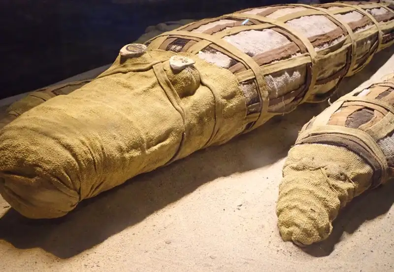 The Crocodile Museum