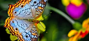 Image related to Palawan Butterfly Garden