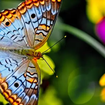 Image related to Palawan Butterfly Garden