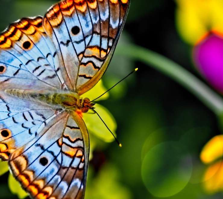 Palawan Butterfly Garden