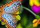 Palawan Butterfly Garden