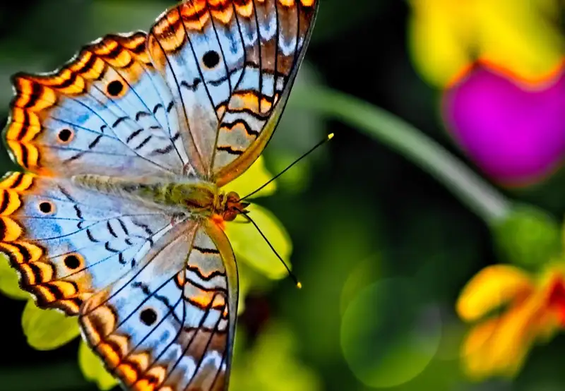 Palawan Butterfly Garden