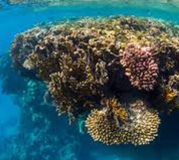 World-Class Snorkelling