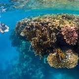 Image related to World-Class Snorkelling