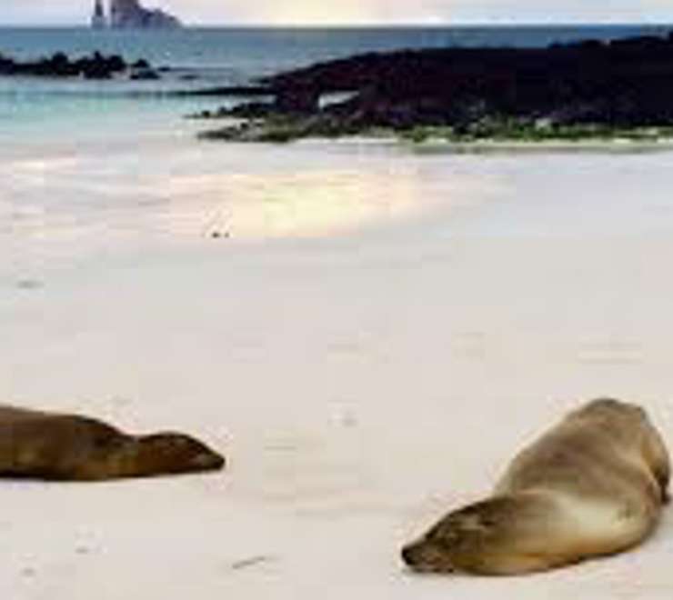 Lounge with Sea Lions