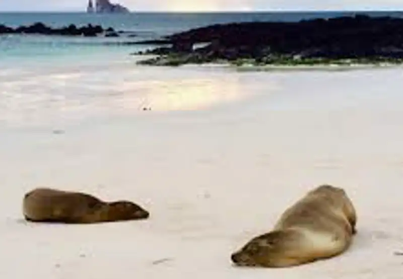 Lounge with Sea Lions