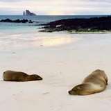 Image related to Lounge with Sea Lions