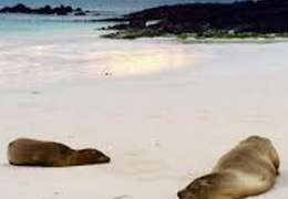 IgluCruise.Application.ViewModels.Shared.WebImageViewModel?.Description