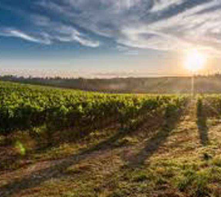 Gisborne Wine Centre 